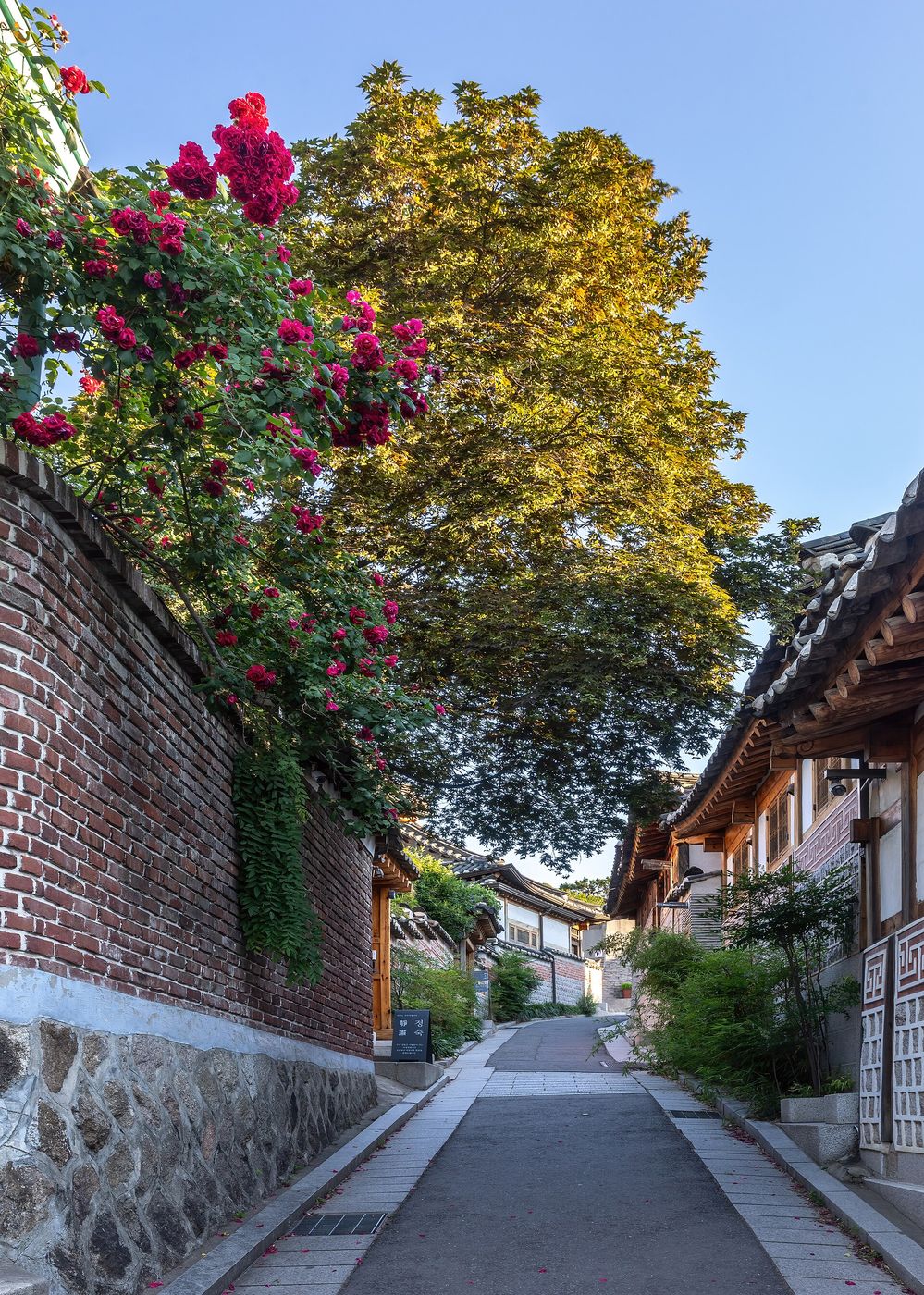 Con hẻm hanok ở Bukchon với bụi hoa hồng đỏ trên tường gạch