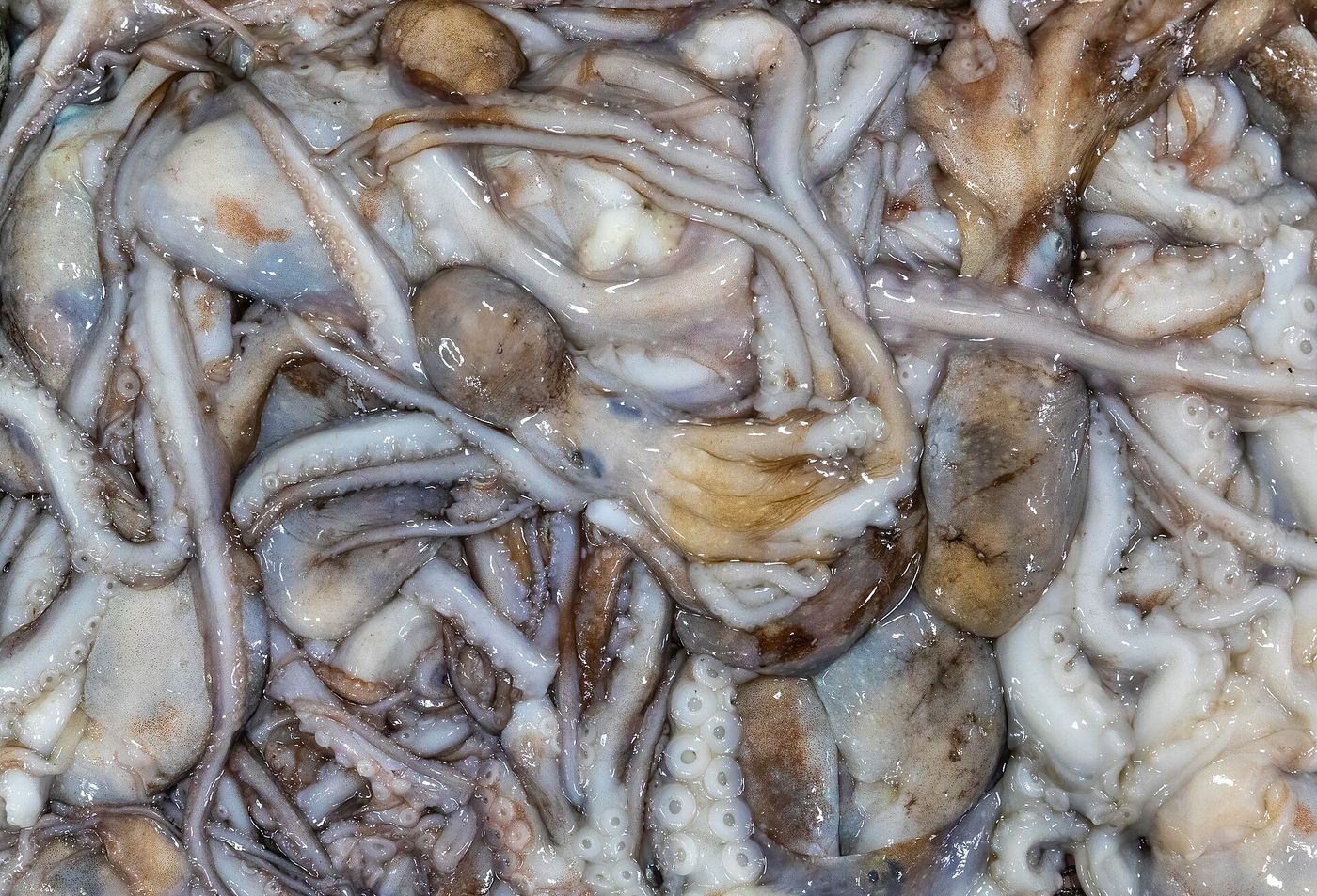 Bạch tuộc tươi bày bán ở chợ cá Noryangjin