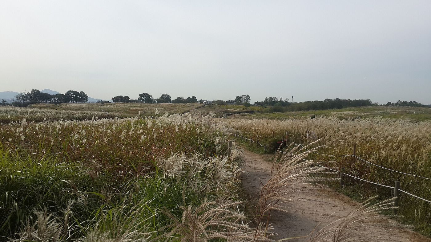 Cỏ lau bạc mùa thu Hàn Quốc: Haneul Park, vịnh Suncheon, Jeju và những đồng cỏ đẹp nhất