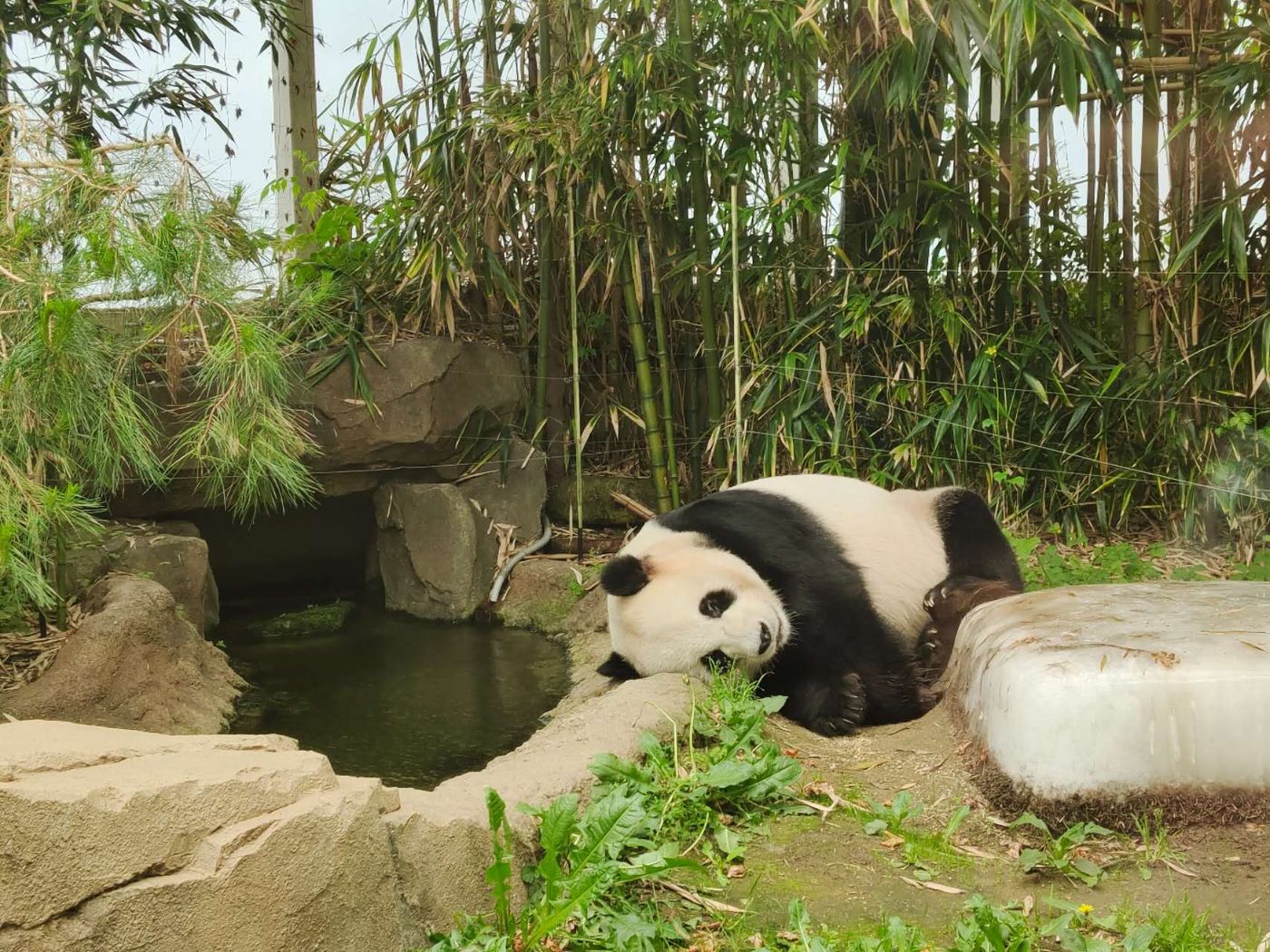 Gấu trúc khổng lồ nằm nghỉ trong khu Panda World của Everland