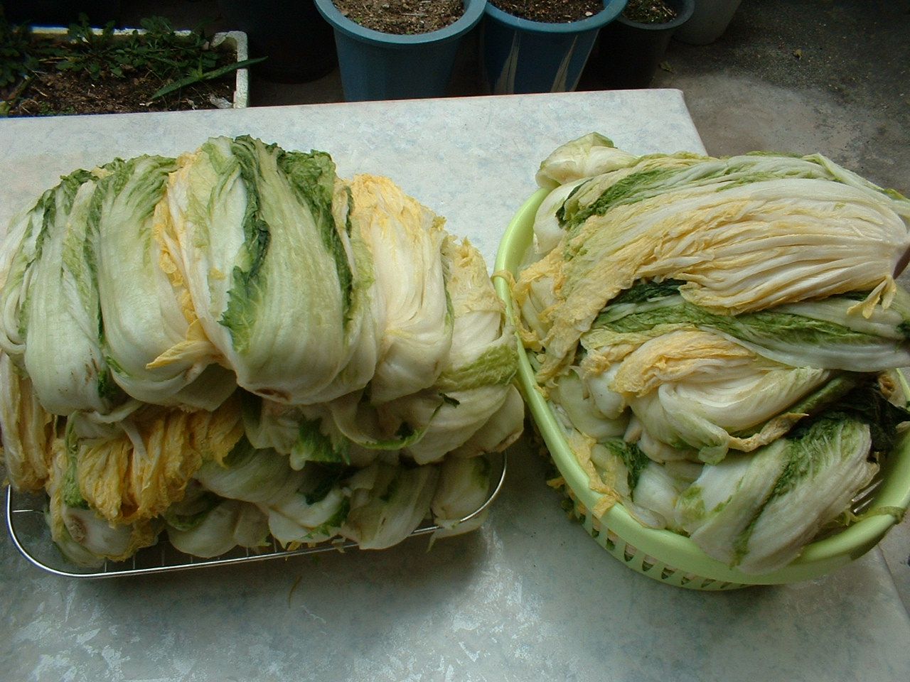 Cải thảo đã muối, chuẩn bị để làm kim chi