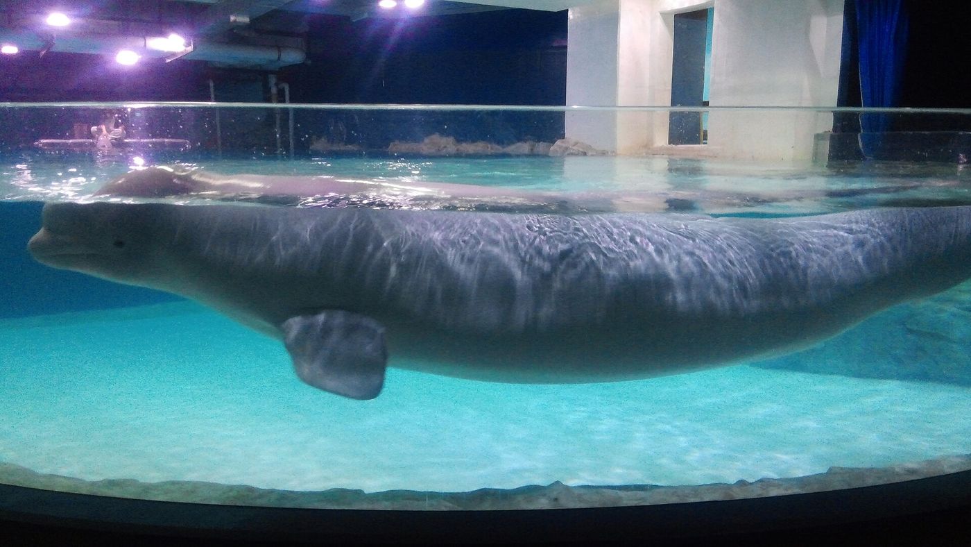 Cá voi trắng beluga ở thủy cung Lotte World Aquarium