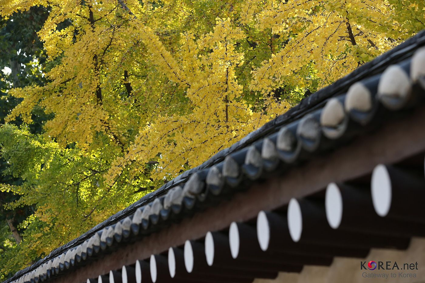 Đảo Nami mùa thu: cách đi từ Seoul, chơi gì và kết hợp điểm nào trong một ngày