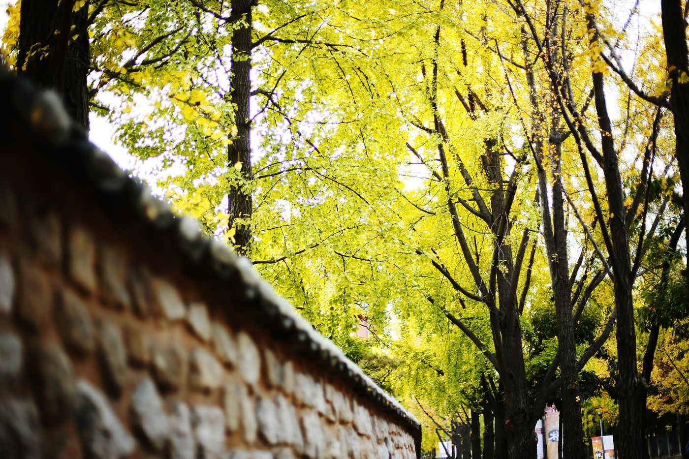 Hàng cây ngân hạnh vàng bên bức tường đá ở Seoul vào mùa thu